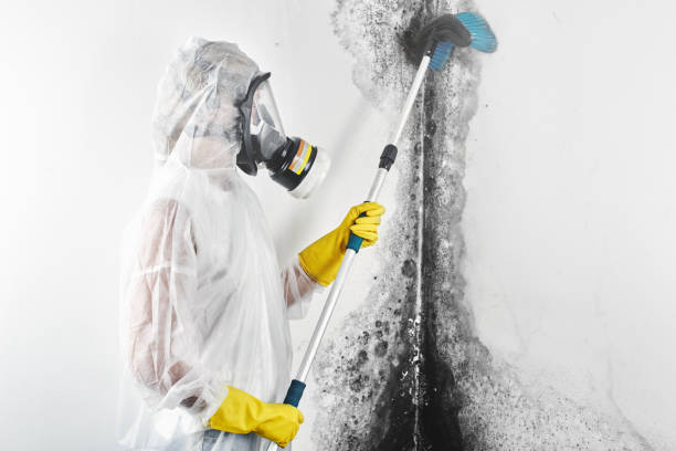 Decatur, TN Mold Removal Company
