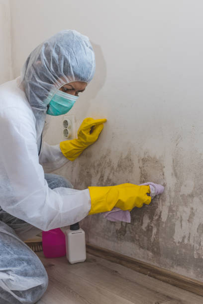 Best Post-Construction Mold Inspection  in Decatur, TN