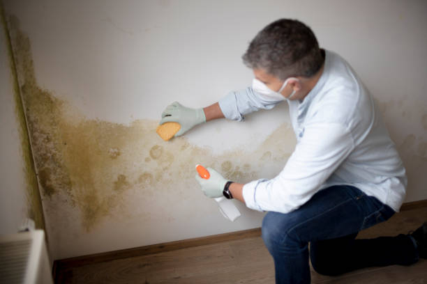 Best Mold Damage Restoration  in Decatur, TN