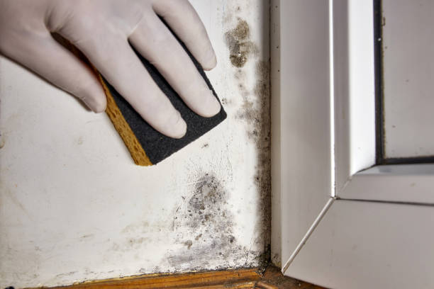 Best Basement Mold Removal  in Decatur, TN
